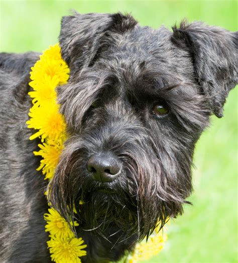 Schnauzer Lab Mix - A Complete Guide To A Fascinating Cross Breed