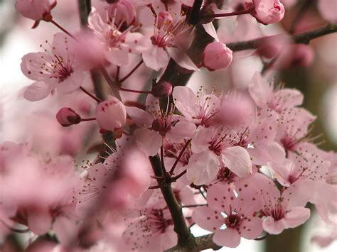 Beautiful Pink Cherry Blossom Wallpaper - Colors Wallpaper (34590453 ...