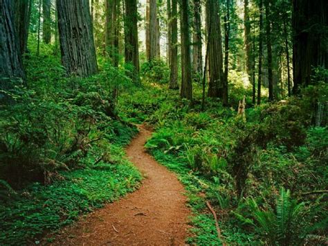 4 North American Forests You Must Visit