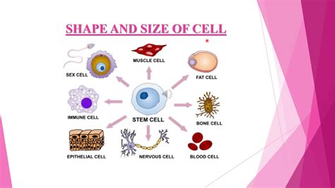 Cell shape , size and structure of Cell by GUNJAN - YouTube