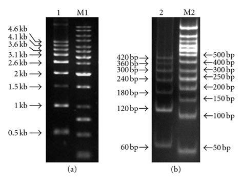 (a) 500 bp DNA ladder on 1% agarose gel (lane 1) and (b) 60 bp DNA ...