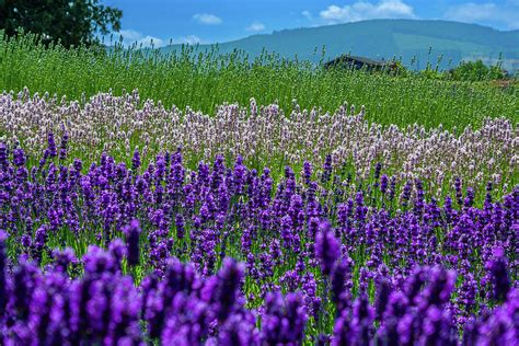 Lavender Fields Photograph by David Patterson - Fine Art America