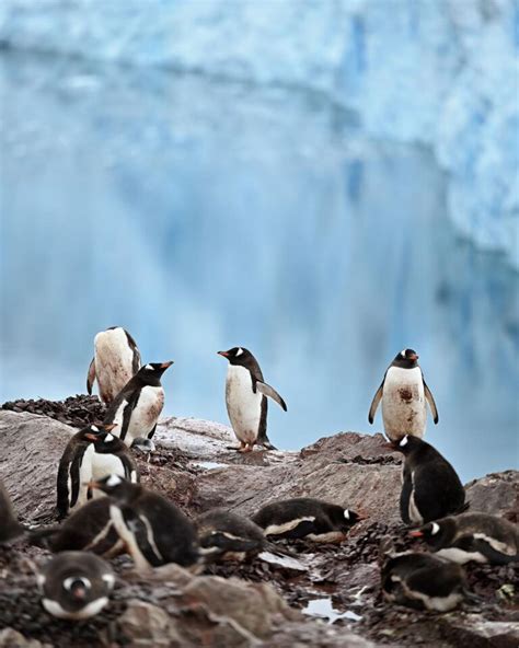 Save 30% on National Geographic Antarctica Cruises - Travel Codex