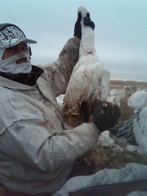 Goose Hunting for Geese | Goose Hunting Saskatchewan