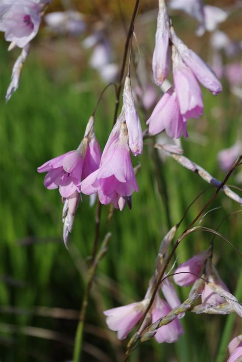 Dierama pale flowered forms - The Beth Chatto Gardens