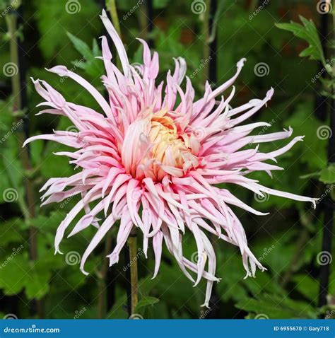 A Kiku And Japanese Chrysanthemum Flower Show Stock Photo - Image: 6955670