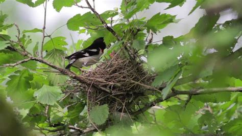 Red-breasted Grosbeak Nest on Vimeo