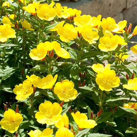 When, Where and How to Grow Mexican Evening Primrose | Dengarden