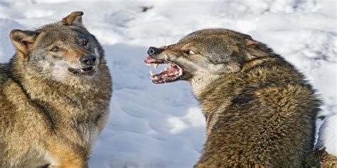 PsBattle: An angry wolf and a scared wolf : photoshopbattles