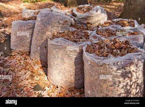 Large, clear trash bags full of fallen oak leaves in autumn, ready for ...