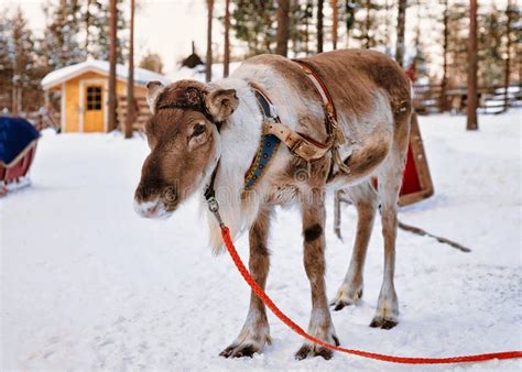 Reindeer in Farm in Winter Lapland Finland Stock Photo - Image of nature, north: 93464914