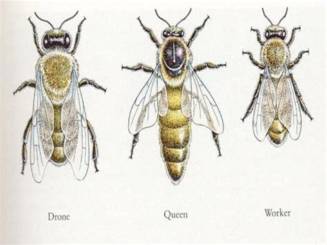 Colony organization in honey bee