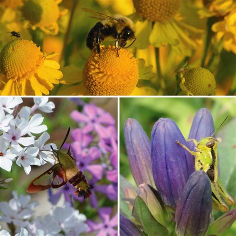 190614.Choose-native-plants-pollinators - Prairie Moon Nursery