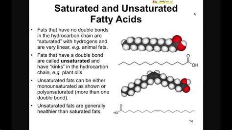 Structure and Function of Lipids - YouTube