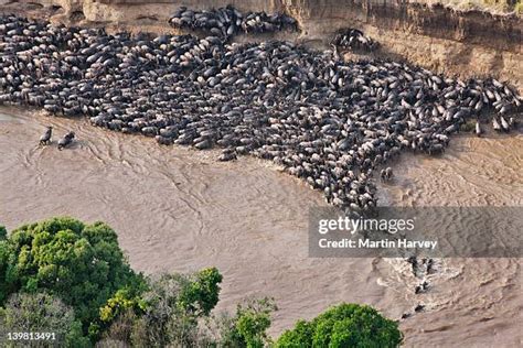 64 Wildebeest Migration Aerial Stock Photos, High-Res Pictures, and Images - Getty Images