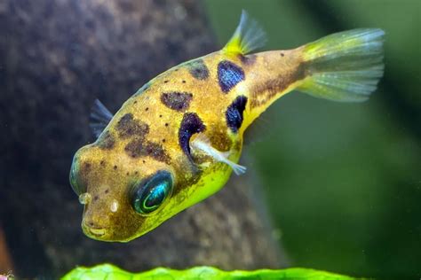 Dwarf/Pea Pufferfish (Carinotetraodon travancoricus) – AquaSnails