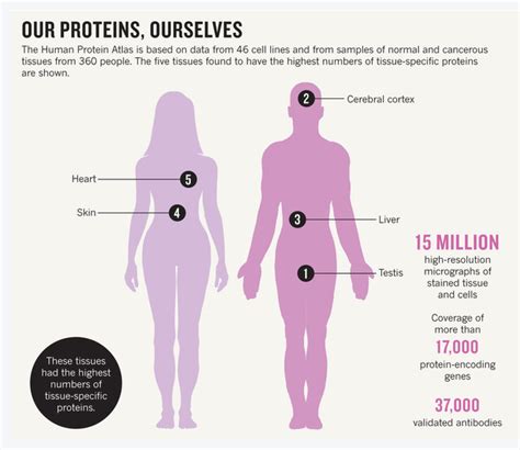 News in Proteomics Research: Nice overview of the Human Protein Atlas