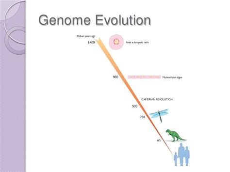 Genome evolution