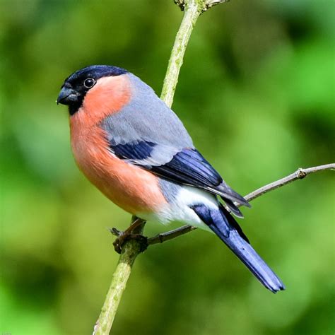 Eurasian Bullfinch by Robert Keith - BirdGuides