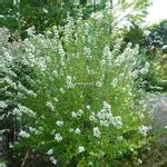 Abelia chinensis 'White Surprise' C4L 40/50 - Tous les arbustes - Pépinières côte sud des landes
