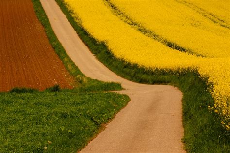 Yellow Flowers in the Farm Field · Free Stock Photo