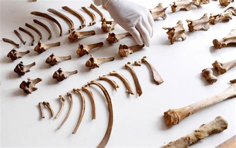 The use of spectrochemical techniques in the study of archaeological bone