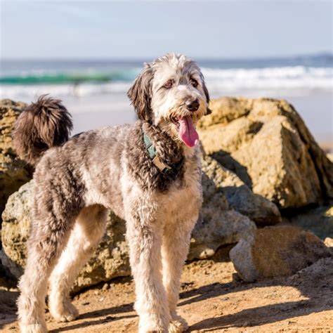 Australian Shepherd Poodle Mix: Aussiedoodle Breed Guide and Overview