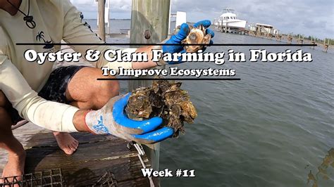 Oyster and Clam Farming in Florida to Restore Ecosystems | Week 11 ...