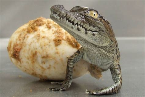 Hatching Alligator | Baby alligator, Baby animals, Animals