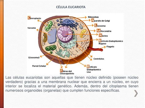 CELULA EUCARIOTA by Diana Florian - Issuu