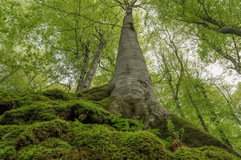 Europe’s primary forests: What to protect? What to restore? - Resilience Blog