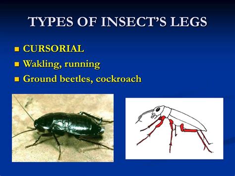 PPT - TYPES OF INSECT’S LEGS PowerPoint Presentation, free download - ID:4700202