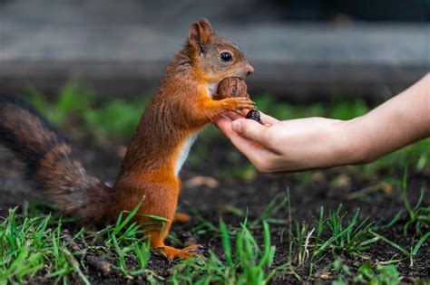 Premium Photo | Close-up of hand holding squirrel