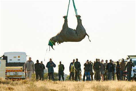 Black rhino project translocates 200th rhino | WWF South Africa