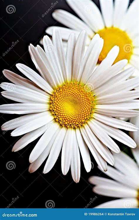 Camomile stock photo. Image of flower, petals, flowers - 19986264