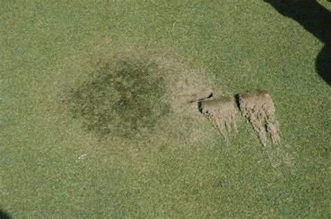 Does Pythium Root Dysfunction Equal Pythium Root Rot? | NC State Extension