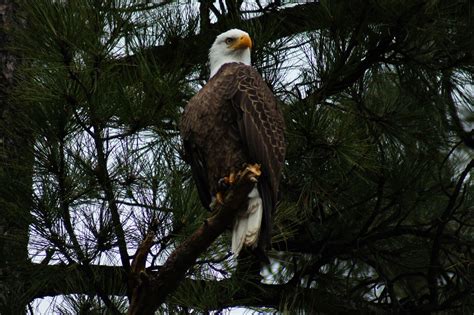 Download Tree Eagle Animal Bald Eagle Wallpaper