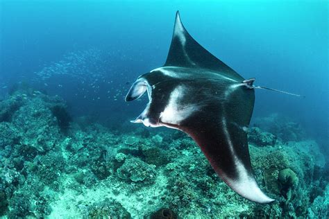 Reef Manta Ray Swimming Over A Coral Reef, Indonesia Photograph by Alex Mustard / Naturepl.com ...