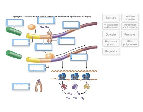 lac operon as a model of gene regulation Quiz - Worksheets Library