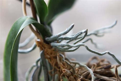 All About Orchid Roots and How to Deal With Them