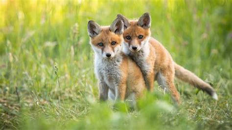 Rescue Fox Wanting to Share Her Toy with Little Pup Tugs at the ...