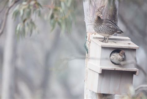 It’s Wood Duck nesting season! – Nest Box Tales