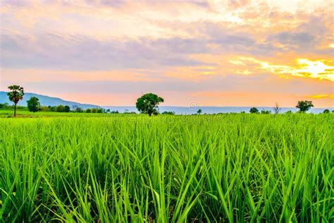 Sugarcane Field at Sunset with Sun Stock Photo - Image of blue, green ...