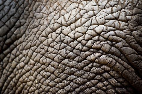 Woman with elephant skin.. …that woman with elephant skin. The… | by ILYA SPEKHOV | Medium