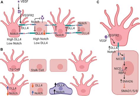 Frontiers | Notch Signaling in Vascular Endothelial Cells, Angiogenesis, and Tumor Progression ...