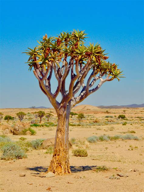 Namib Desert, Namibia | Desert landscaping, Travel planner, Namib desert