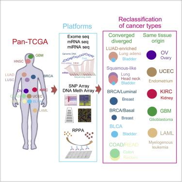 Molecular subtypes of human cancer – BBGLab