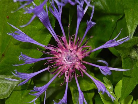 Free photo: Blossom, Bloom, Purple, Flower - Free Image on Pixabay - 49320