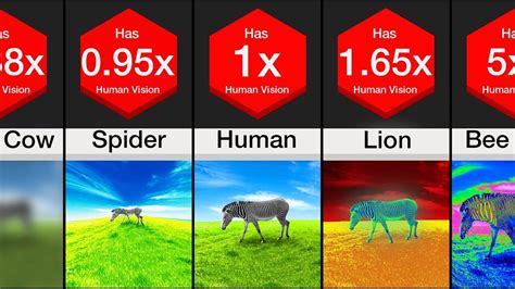 The Best Animal Vision Vs Human Vision Simulation Ideas