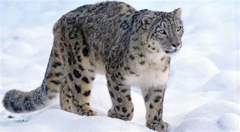 Snow Leopard Expedition - Ladakh - Jetchase Travels